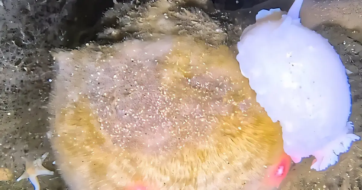 Glacial cycles shape evolution of many species of Antarctic sea slug