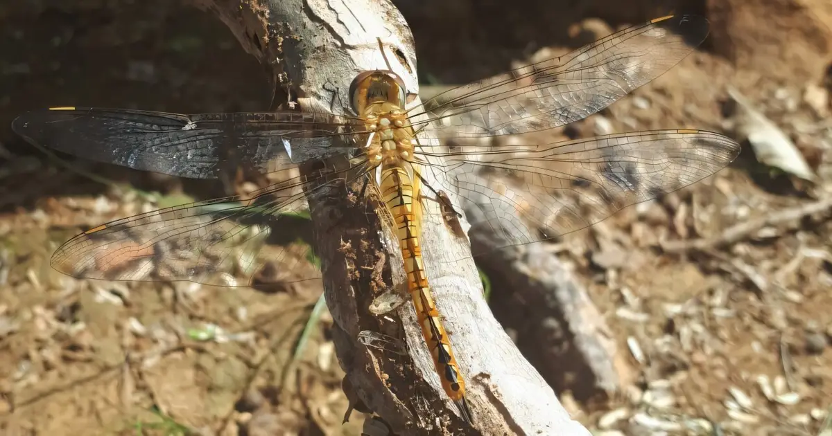 Dragonfly and damselfly migrations crisscross planet, with 100 species confirmed