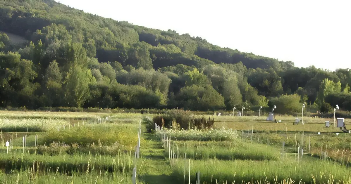 Plant diversity boosts natural pest control in farms, while forests and grasslands follow different rules