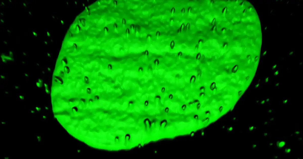 How cells rapidly detect viruses that fuse with their membranes