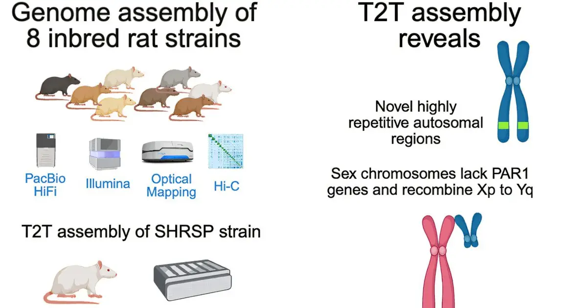 Telomere-to-telomere brown rat genome could sharpen disease research models