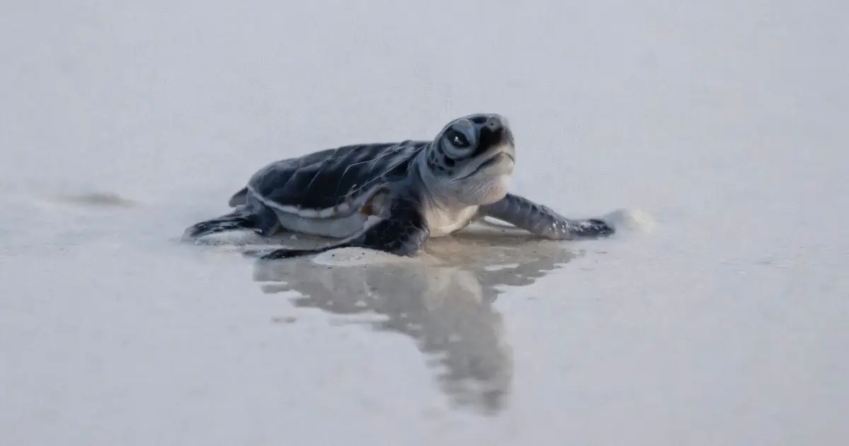 As species decline, green turtles offer a glimmer of hope