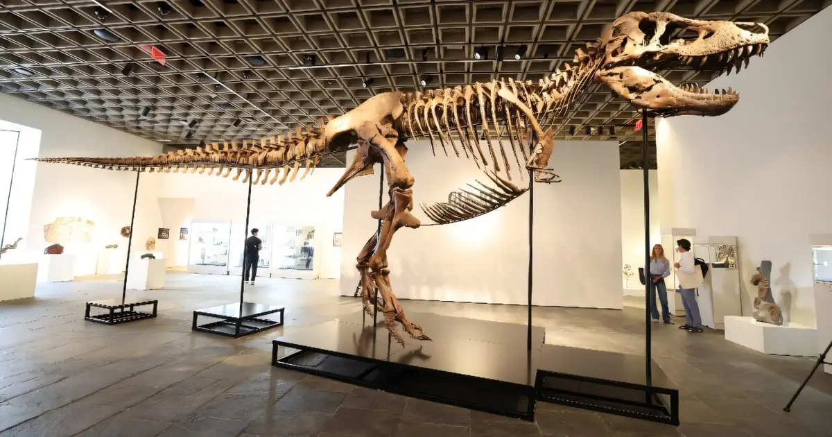 'Gus' the T. rex presented in New York ahead of auction