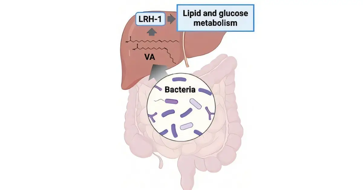 Gut microbe molecule reveals molecular link between microbiome and whole-body metabolism