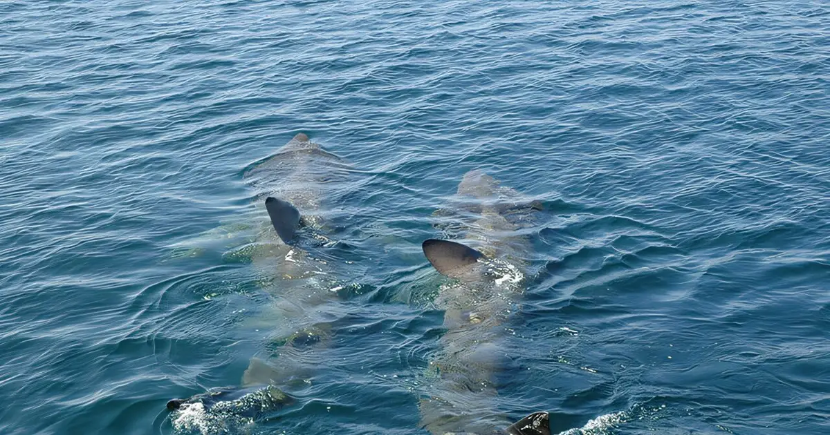 Half a century of sightings reveals Ireland remains a haven for endangered basking sharks