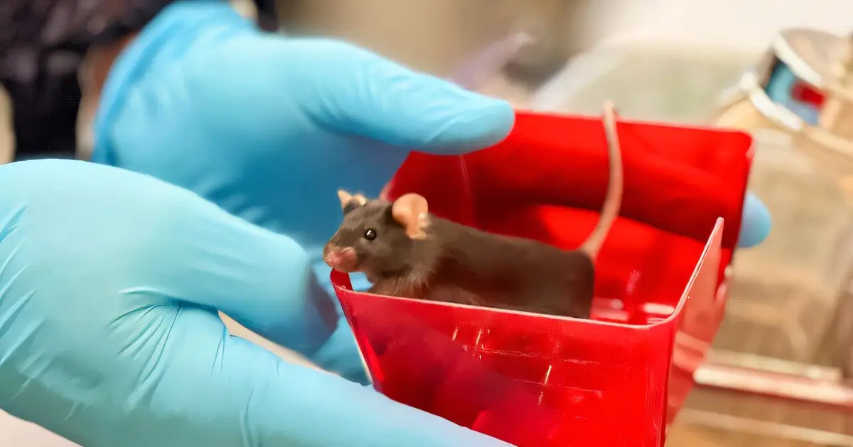 Researchers successfully treat hereditary epilepsy in a mouse model