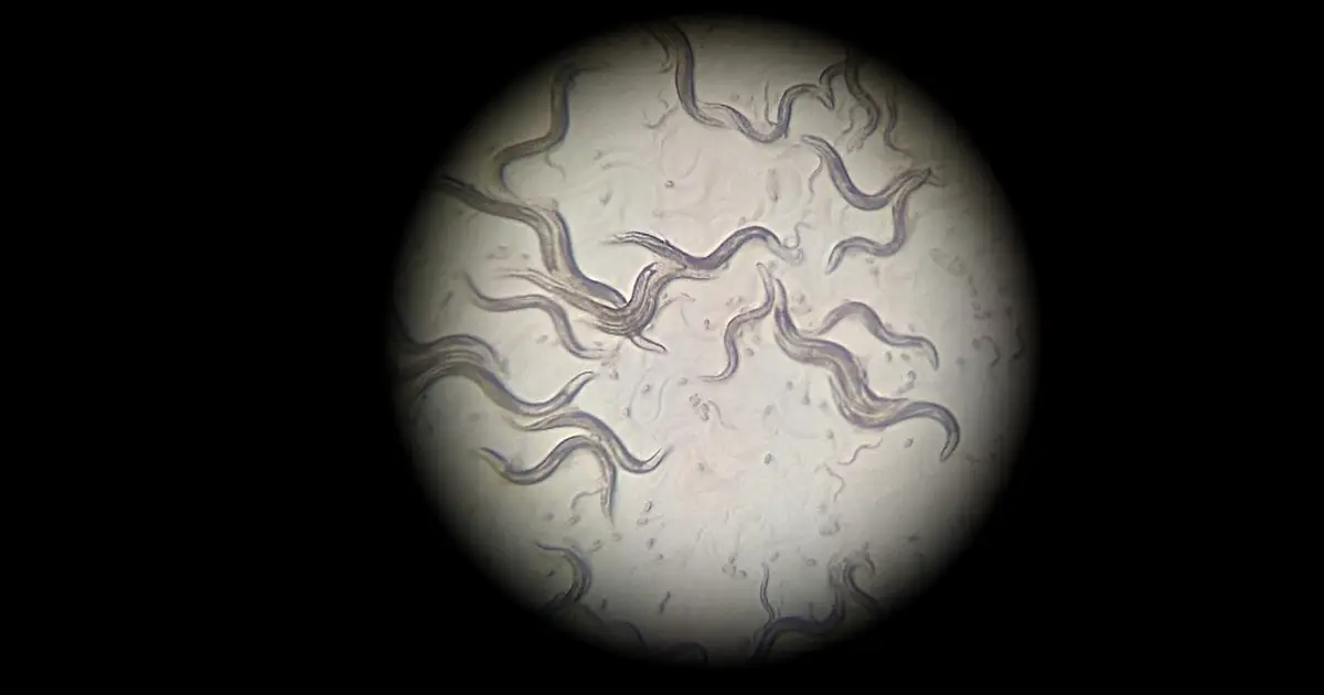 Worm experiments reveal how epigenetic effects persist across generations