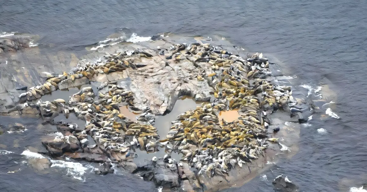 Herring weight and seal hunting markedly affecting the future of Baltic gray seals
