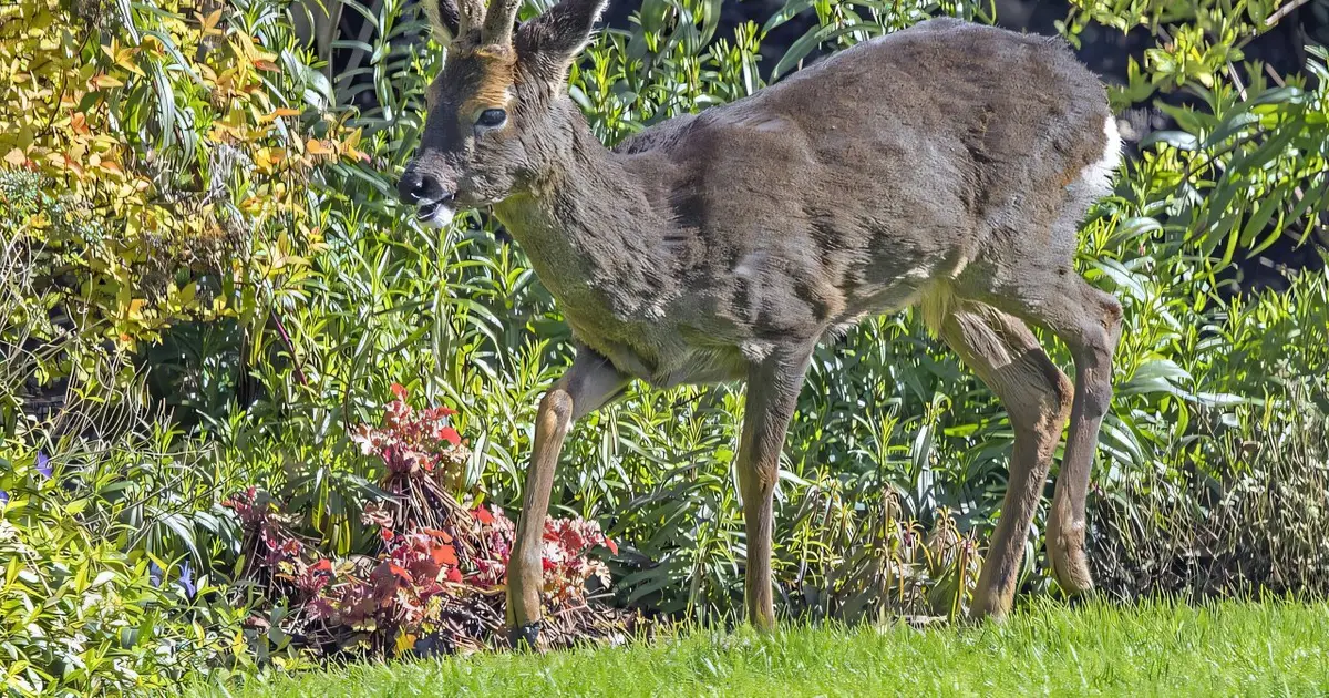 Hidden in the headlines: New study uses local news to assess wildlife poaching in Romania