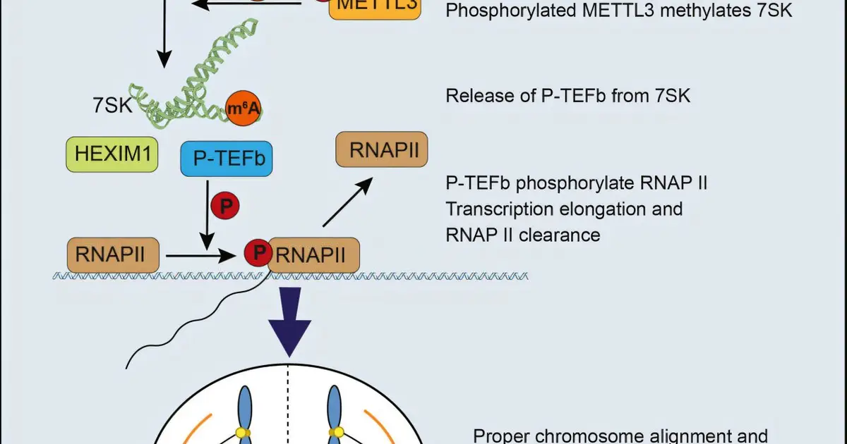 Hidden switch in cell division may point to new cancer treatments