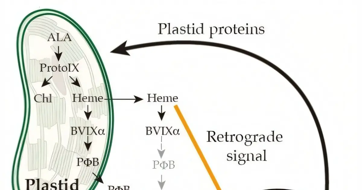 Why plant cells need heme: Hidden signal reshapes photosynthesis gene control