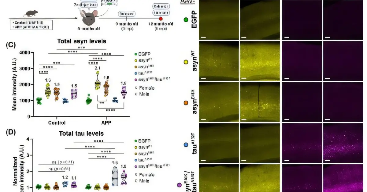 After amyloid plaques form, tau and alpha-synuclein pathology rises in mice