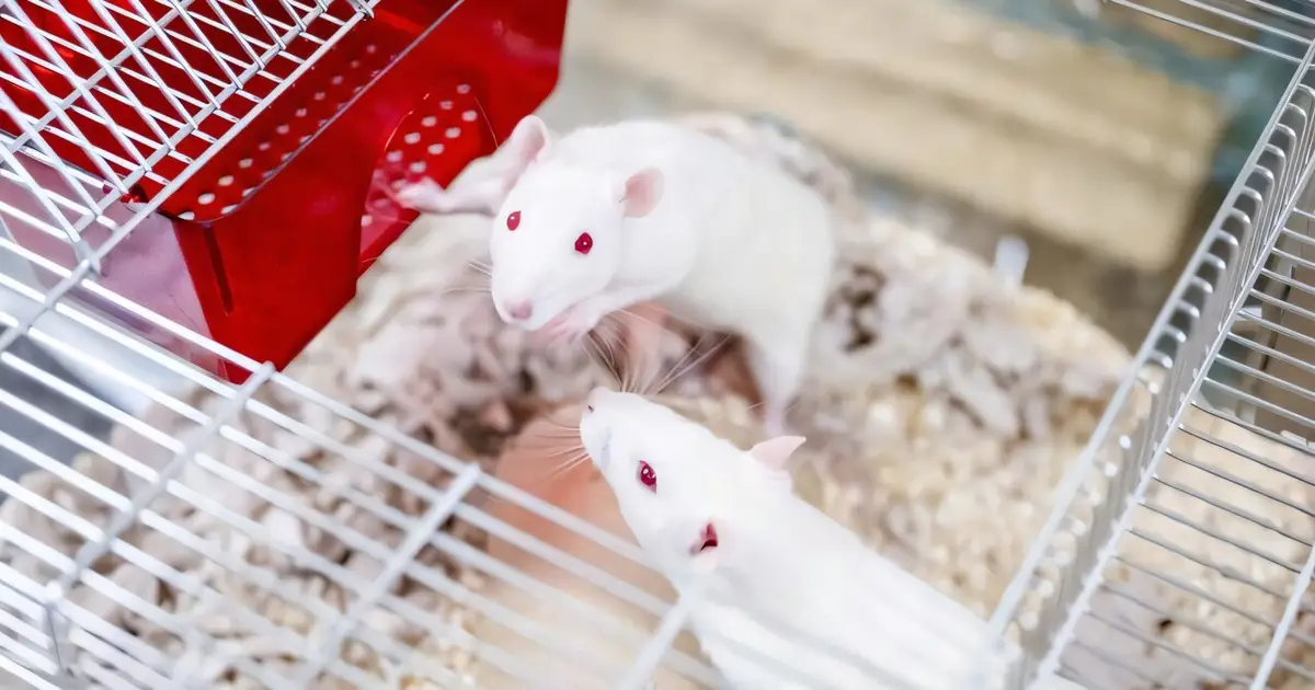 Rats show empathy, according to model