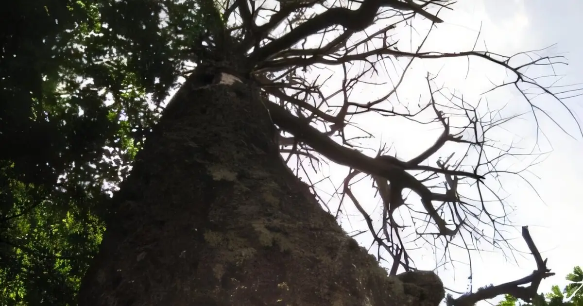 Tree size, not age, may speed habitat recovery for endangered Indiana bats