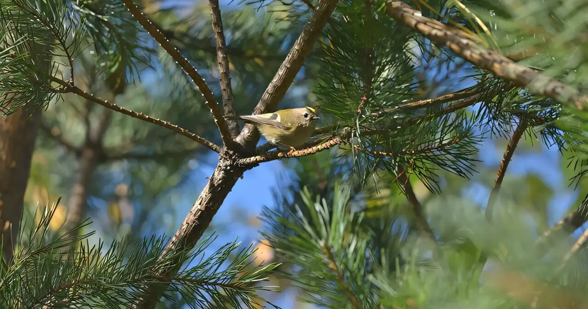 How much clearcutting can nature sustain? A study determines the ecological limit for boreal forest birds
