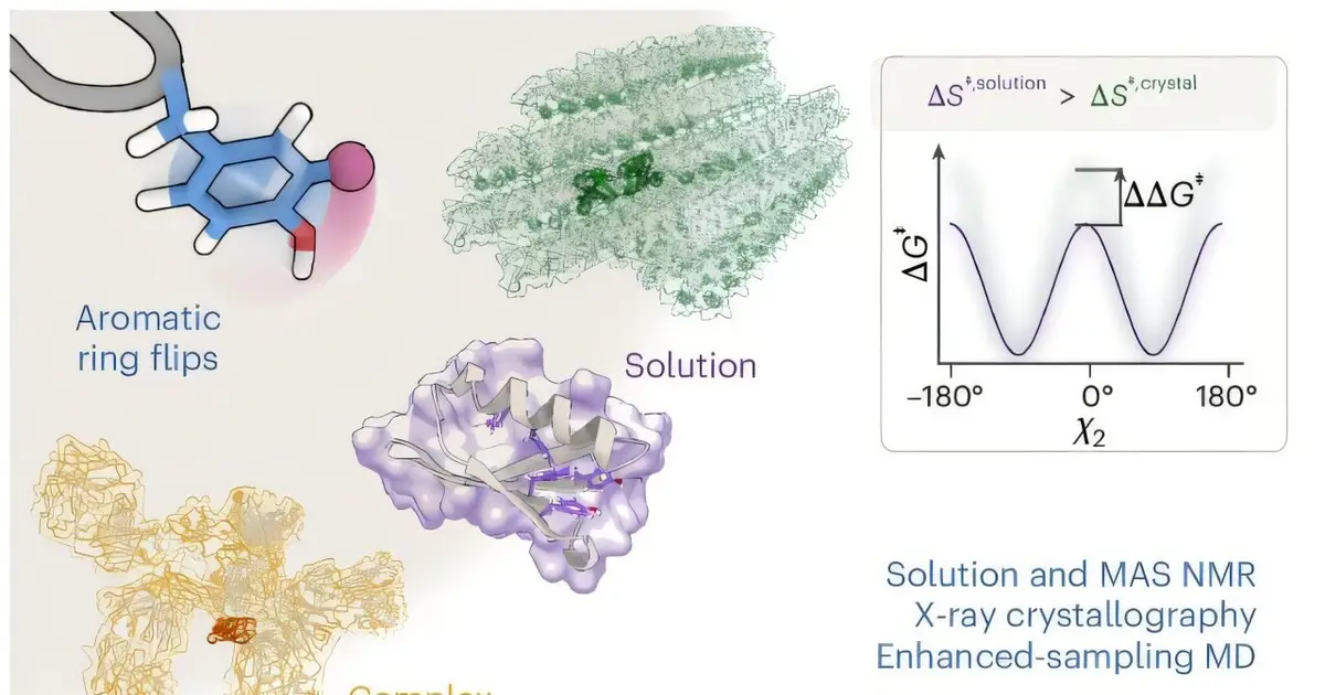 Beyond frozen snapshots, protein 'breathing' comes into view with combined imaging methods