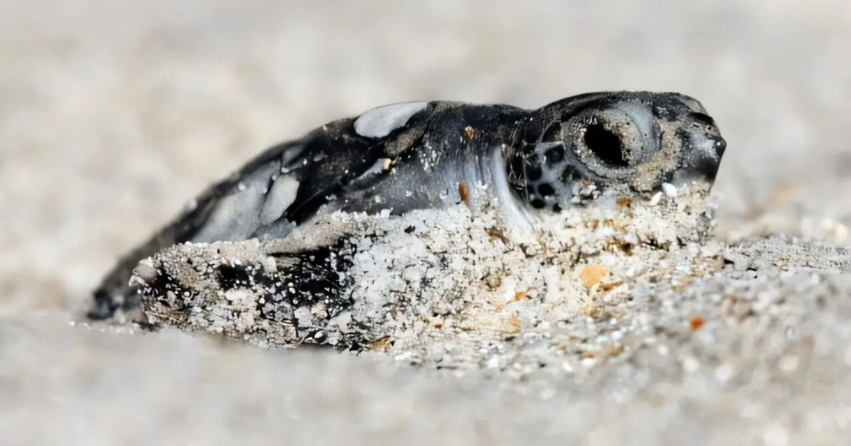How redefining one word strips the Endangered Species Act's ability to protect vital habitat
