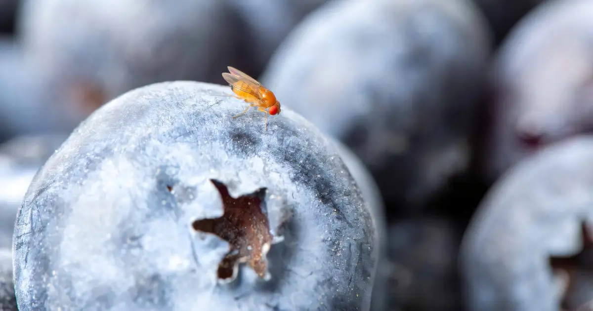How rotting food in the kitchen and a whiff of vinegar led to a 'happy' agricultural accident