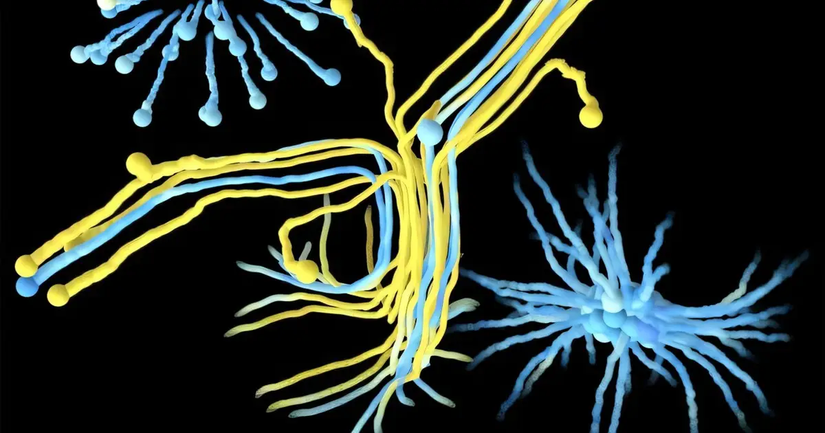 Identical vesicles, different behaviors: Model reveals how spontaneous asymmetry gives rise to lifelike behavior