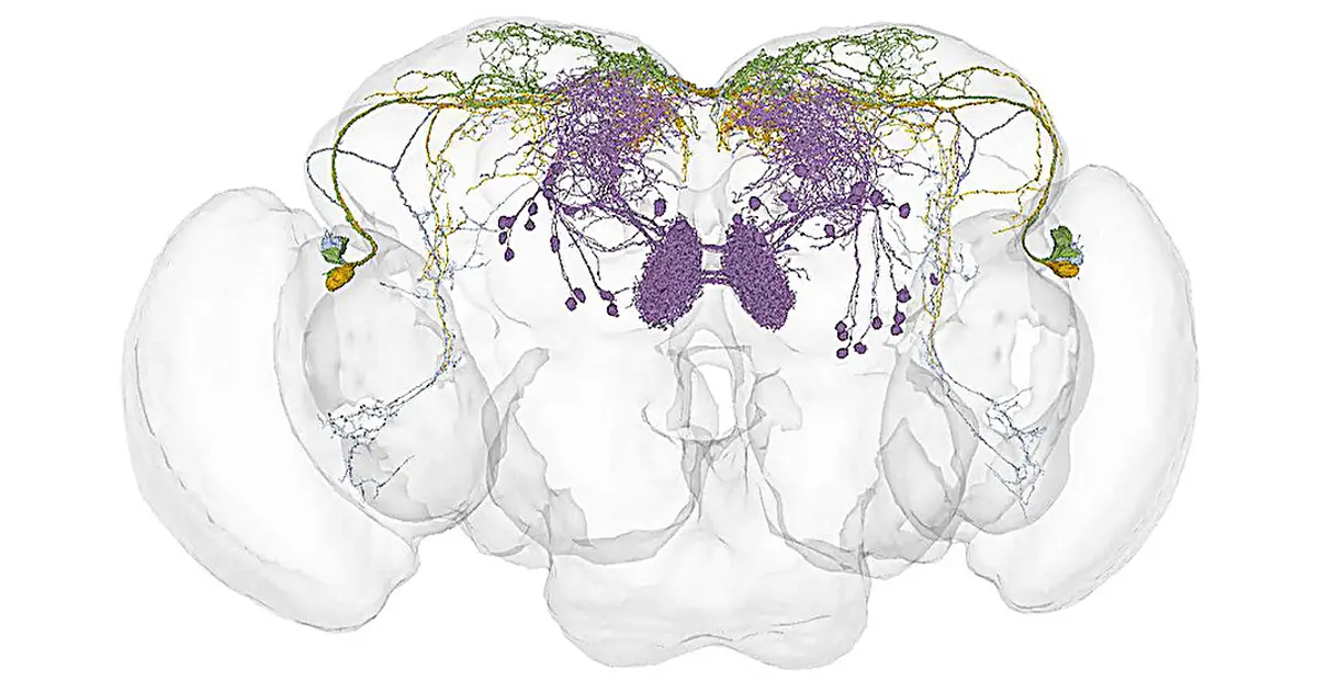 How the biological clock regulates phases of wakefulness