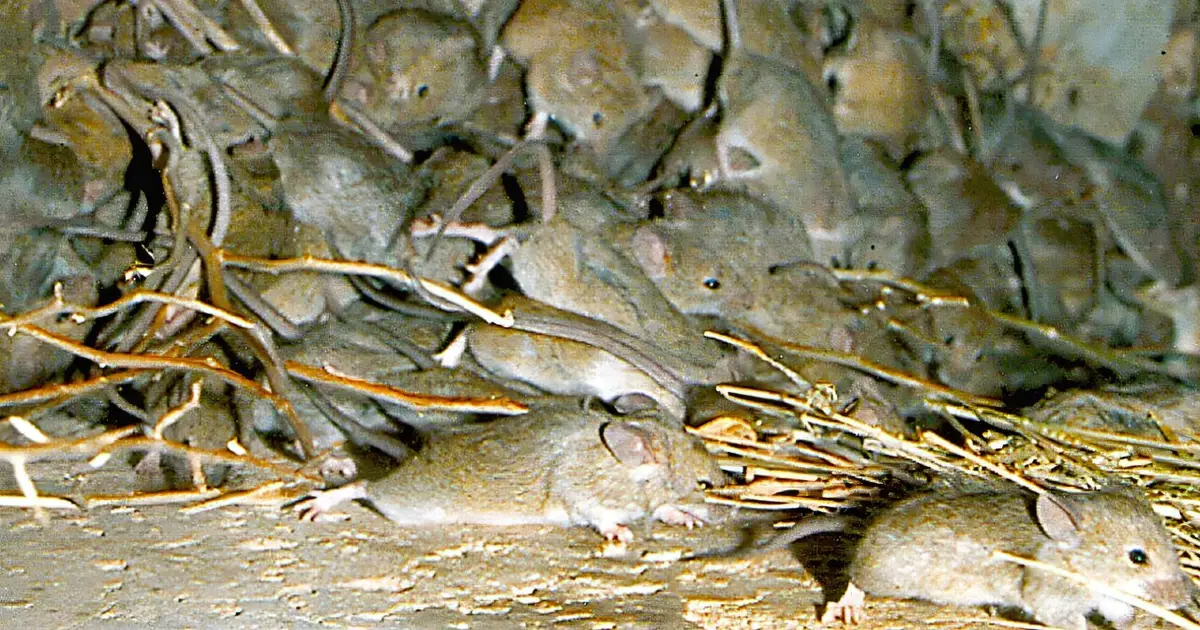 How to stop a mouse plague