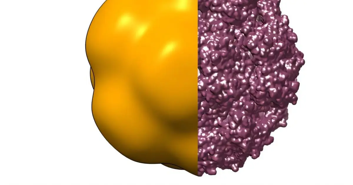 X-ray snapshots reveal how viral shells change shape as they dry out