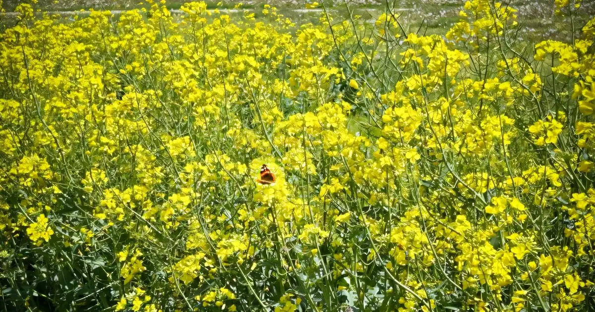 How winter canola could profit Illinois farmers, improve sustainability