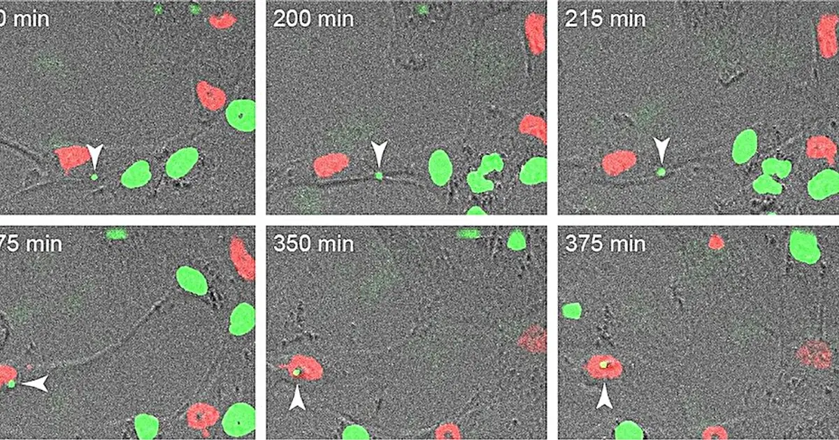 Human cells can exchange genomic DNA that alters cell behavior
