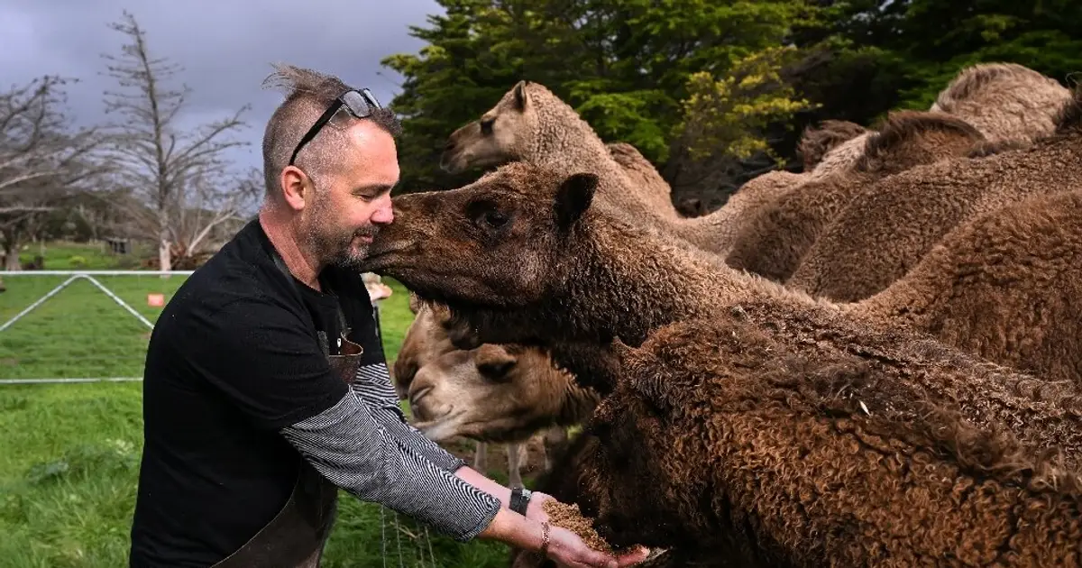 Camels find unlikely home in outback Australia