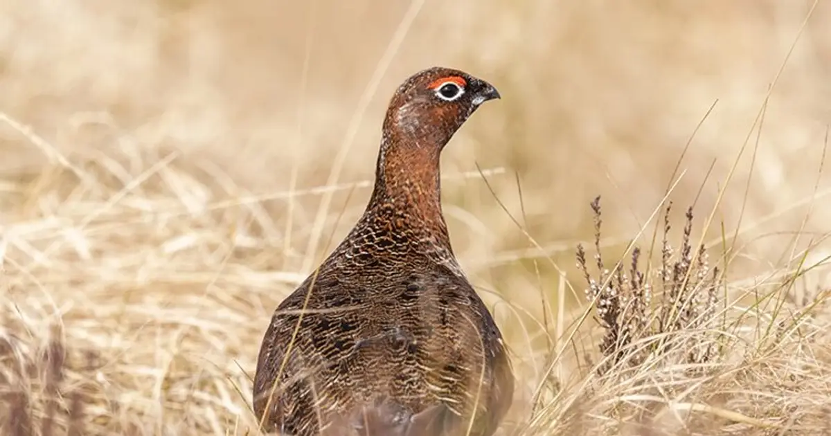 Hunting broadly not responsible for birds declining across Europe, study finds