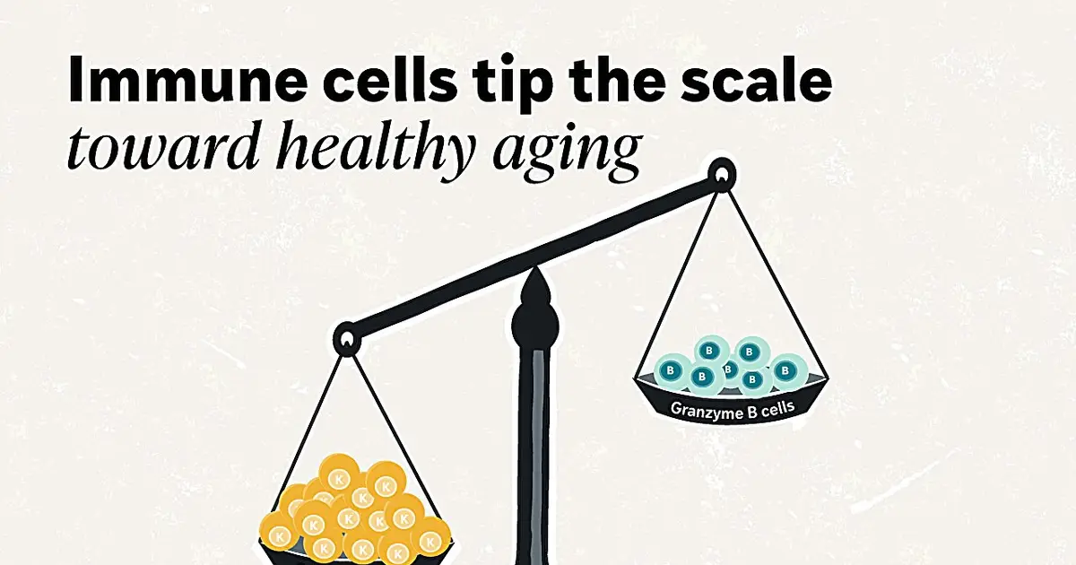 Immune cell map uncovers how individual aging trajectories diverge