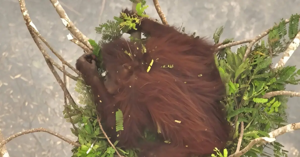Indonesia releases eight orangutans rescued from fires to protected forest