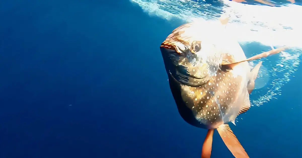 Industrial fishing has been depleting midwater fish for decades, new study finds