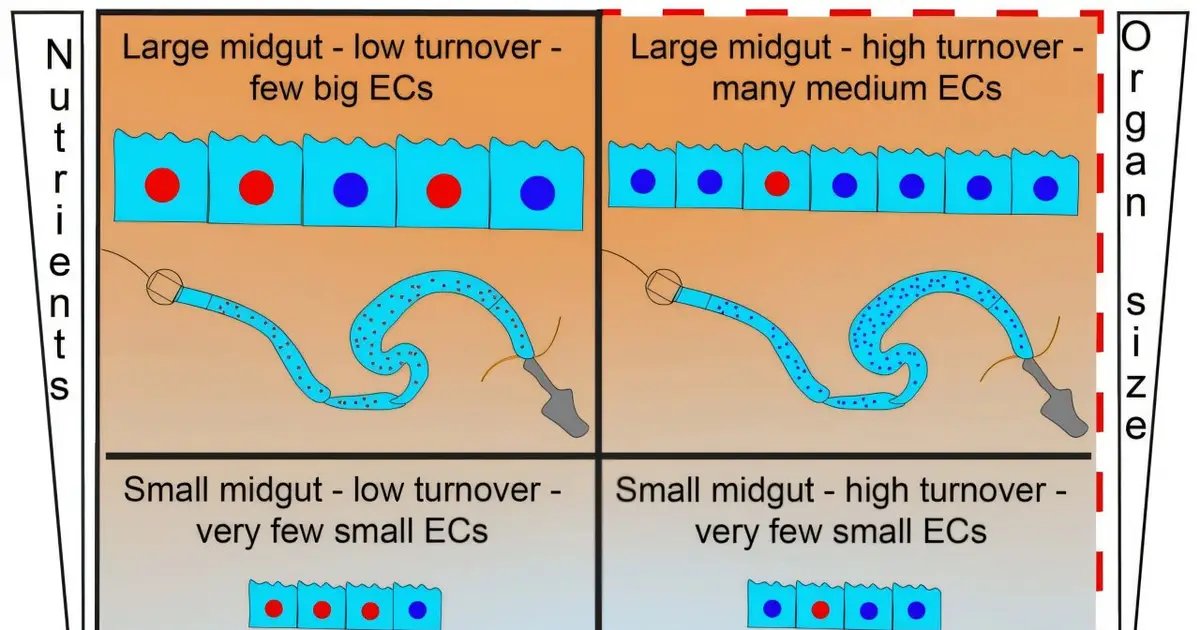 Infection kills gut cells, while diet reshapes existing ones, fruit fly study finds