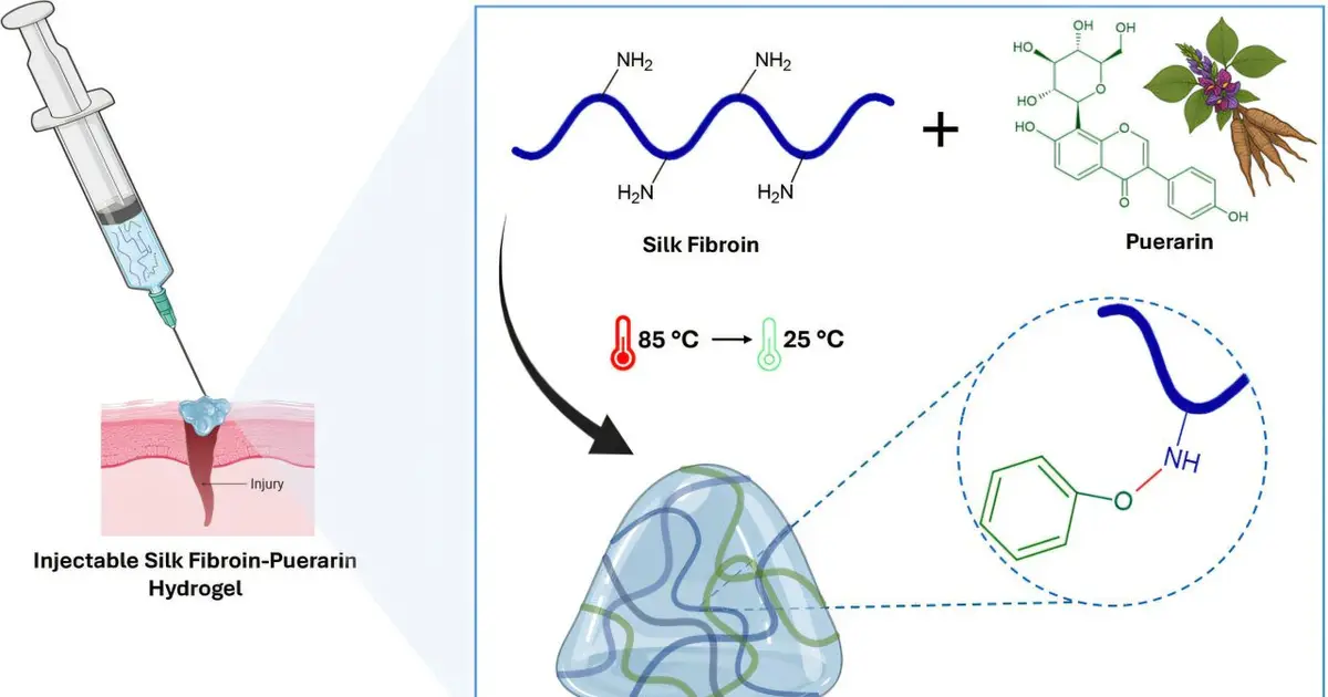 Injectable silk-kudzu hydrogel achieves complete wound closure in laboratory tests