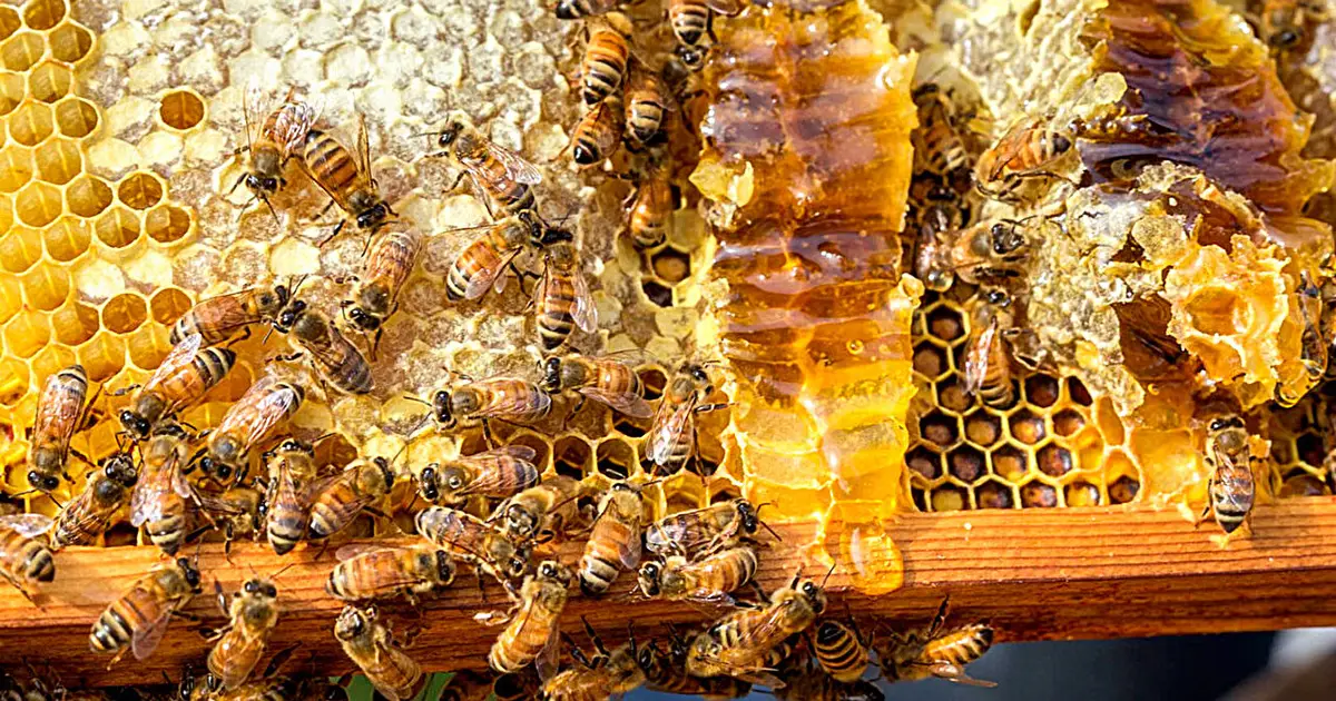Insights into bee biology could ease US rules for organic honey