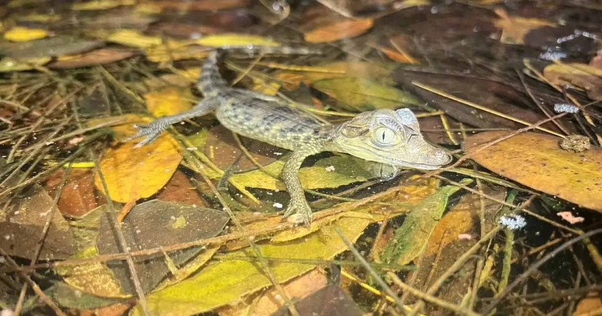 Invasive caiman may pose new challenges for Everglades restoration