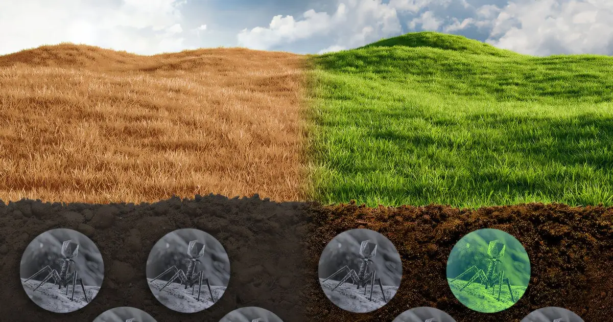Isotope probing shows soil is packed with dormant viruses lying in wait