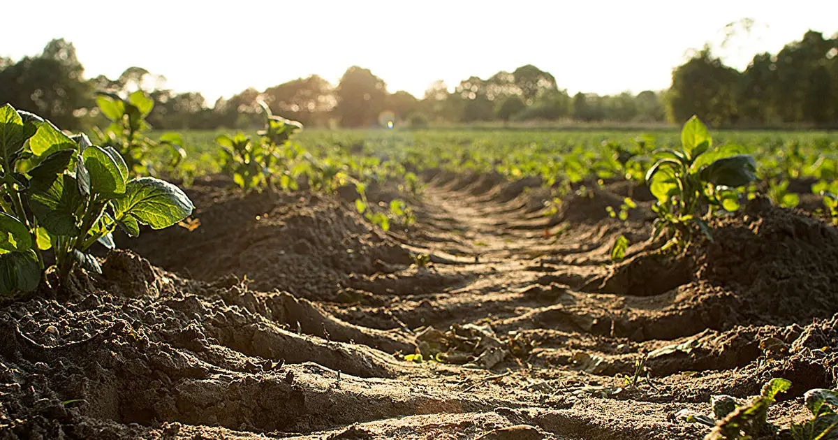 Soil methane sink may be larger than thought, three-model analysis finds