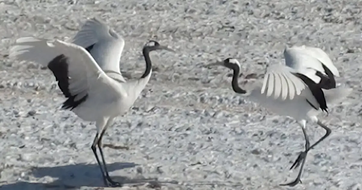 Crane pair dances follow hidden rules, with performances revealing partner-driven timing