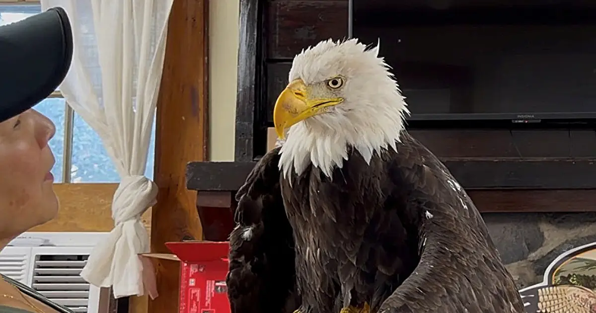 Jackie, the California bald eagle who became an internet sensation, dies after illness