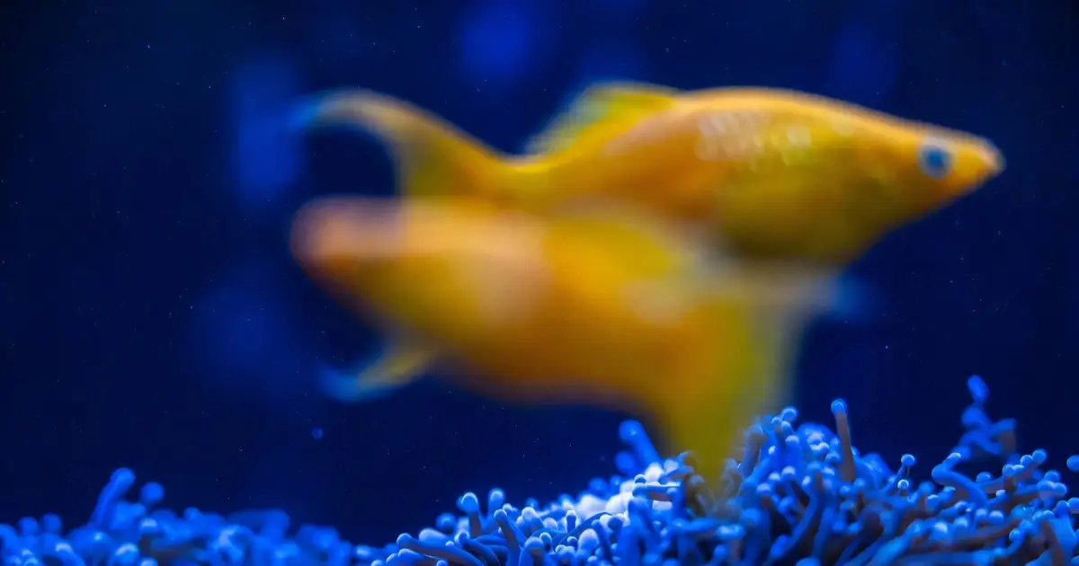 Japan coral protectors race to save reefs from heat 'bomb'