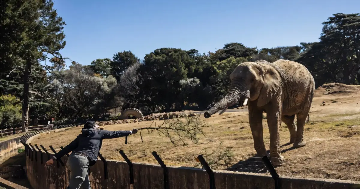 The last trio: S.Africa's zoo elephants await their fate