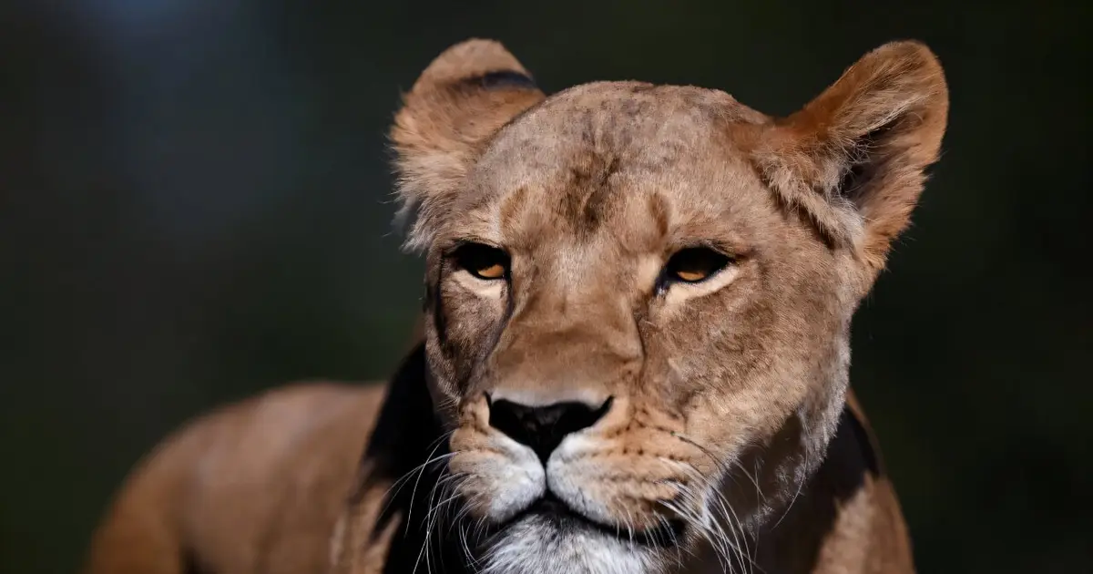 Suspected heatstroke kills three lions at Japan zoo