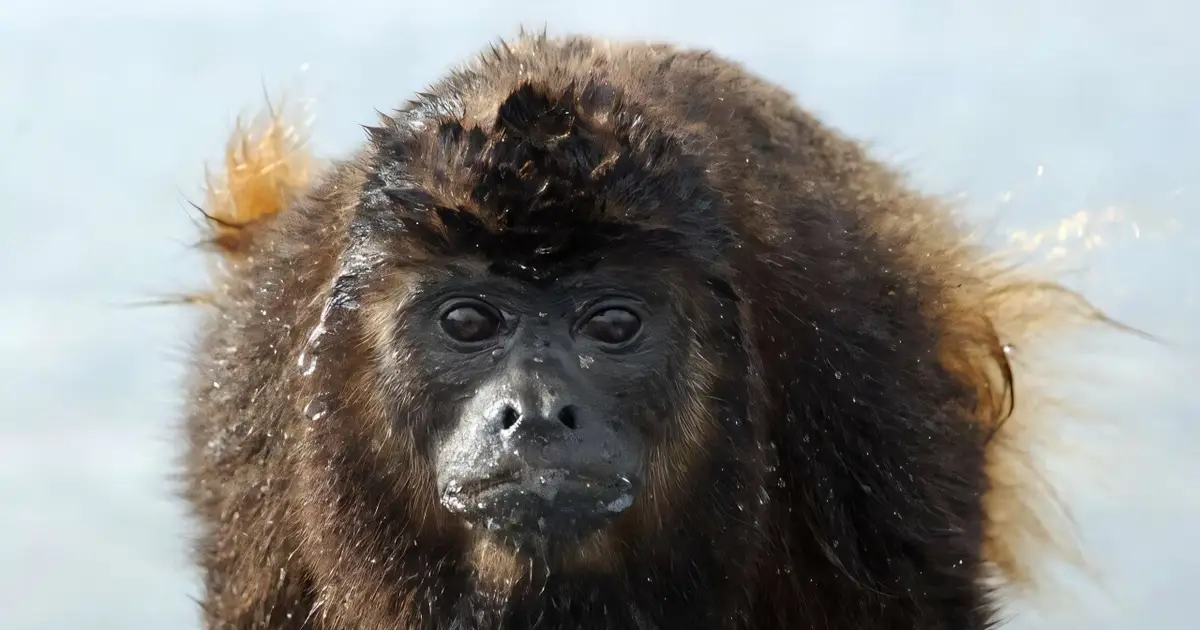 Honduras review confirms 227 native mammal species after eight-year effort