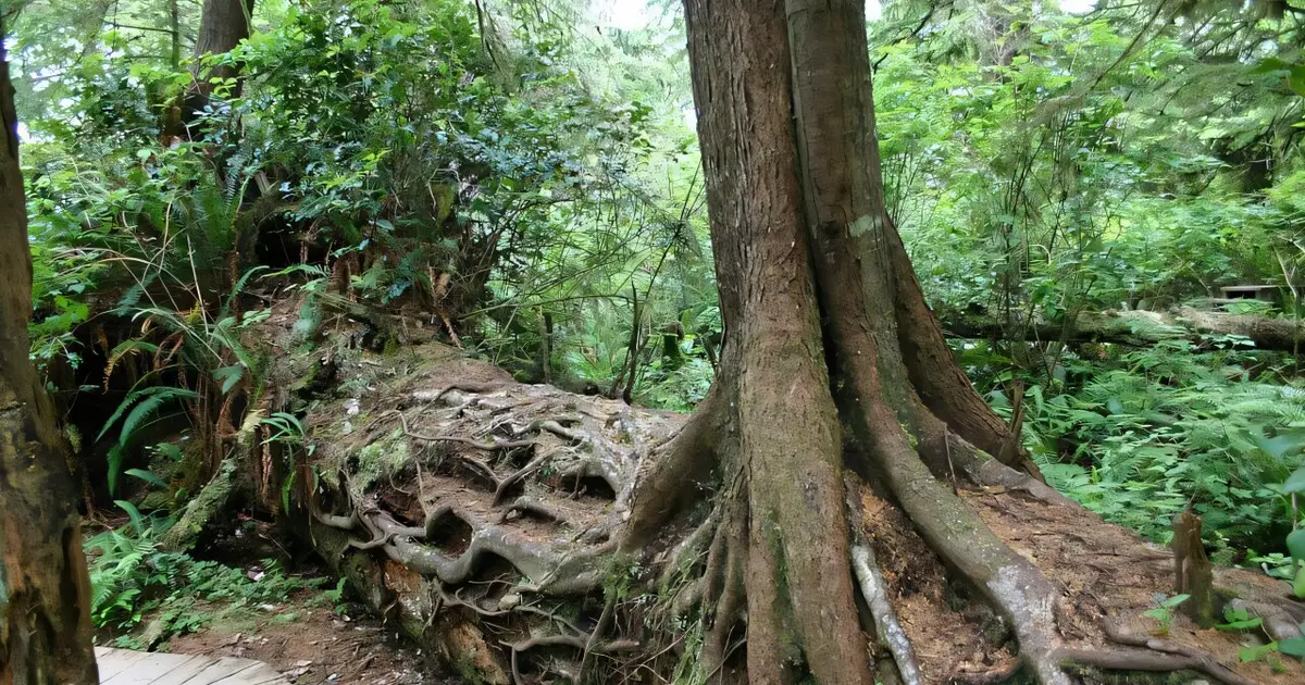 Life after death: From burned trees to bleached corals, how dead organisms live on as the building blocks of new life