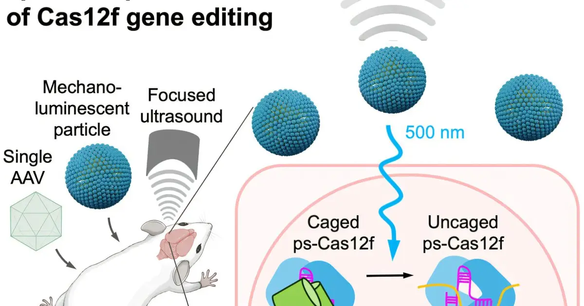 Light-emitting nanoparticles help ultrasound direct gene editing to selected mouse brain regions