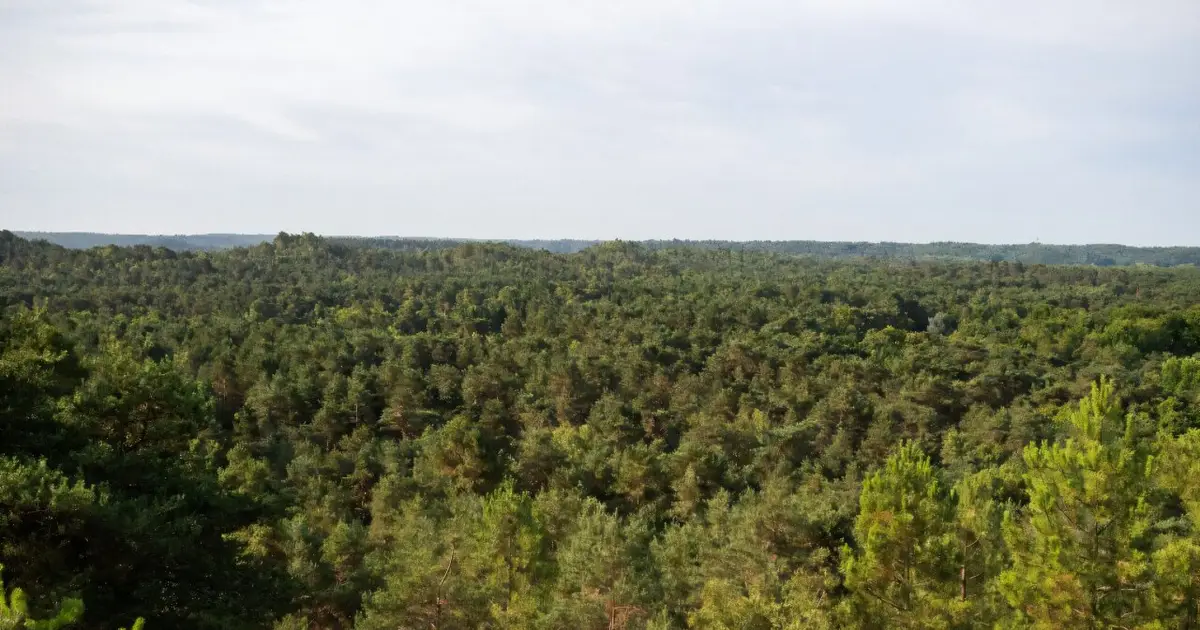 Heat and drought push Europe's trees into survival mode, often fatally