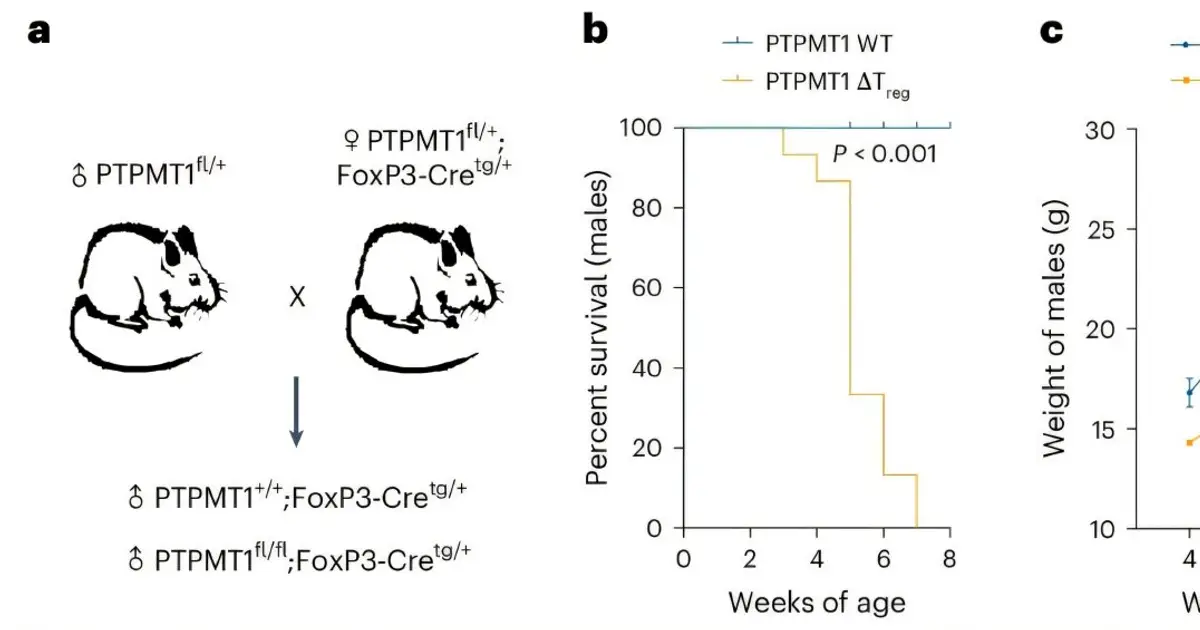 Links discovered between mitochondrial lipid deficiency and inflammation of the gut