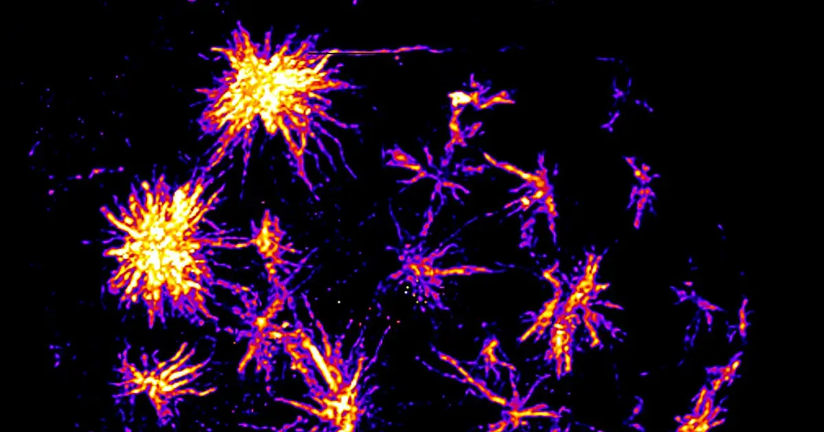LISA to the rescue: Using light to fix cell division